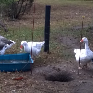 Typical Danish organic meals - dining experience by Havreholm Gård